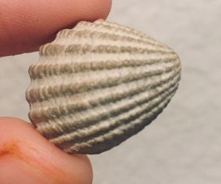 Florida Fossil Bivalve Cyclocardia Granulate Miocene Fossil