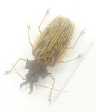 Coleoptera/cerambycidae/ Prioninae Macrodontia Zischkai 45 Mm J 46 From Peru