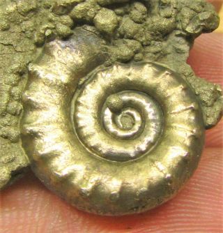 Golden Eoderoceras 36 Mm Jurassic Pyrite Ammonite Fossil Uk Gold Rocks