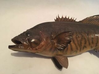 Saltwater Sea Bass Taxidermy Fish Mount 20,  Inch Vintage Real Skin