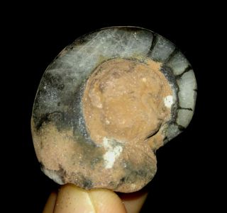 Rare Nautilidae Fossil From Timor,  Indonesia,  28mm