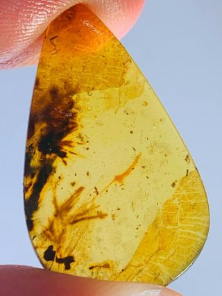 1.  2g Unique Unknown Item Burmite Myanmar Burma Amber Insect Fossil Dinosaur Age