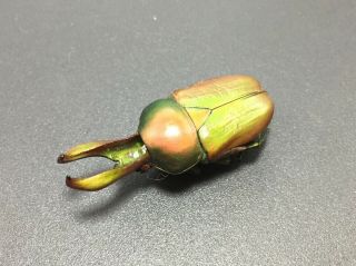 Rare Narycius Opalus 34mm A - Insect Beetle Specimen