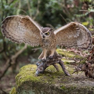 Eagle Owl On Branch Figurine - Life Like Figurine Statue Home / Garden