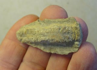Ichnogenus - Mississippian Period - Rosselia - Trilobite Rest - Tr1