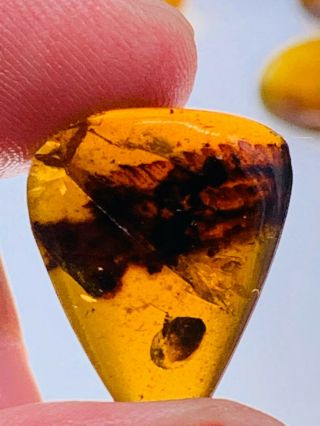 1g Plant Tree Leaf Burmite Myanmar Burmese Amber Insect Fossil From Dinosaur Age
