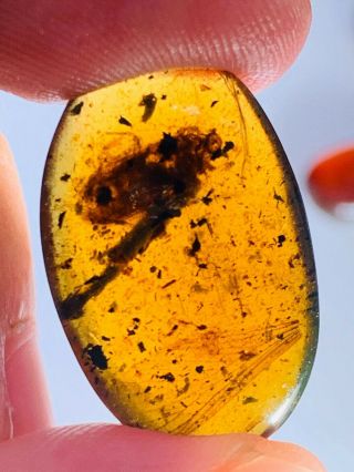 1.  2g Unknown Bug&wings Burmite Myanmar Burmese Amber Insect Fossil Dinosaur Age