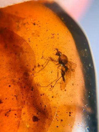 Unique Diptera Fly Bug Burmite Myanmar Burmese Amber Insect Fossil Dinosaur Age