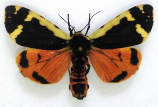 Lepidoptera.  Arctiidae.  Oroncus Tancrei Alaica,  Female,  A1,  Kirghizia.  Very Rare