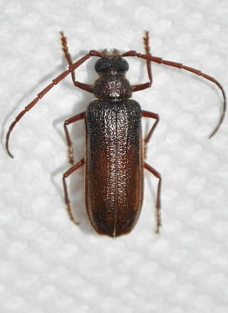 Cerambycidae,  Prioninae,  Tragosoma Pilosicorne,  Rare A1