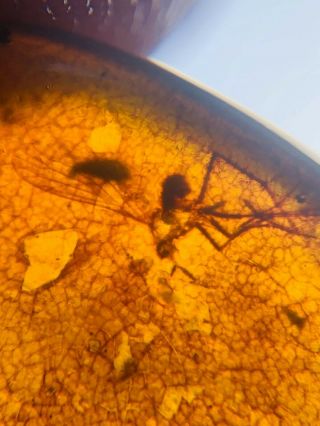 Unknown Fly&beetle On Plant Burmite Myanmar Amber Insect Fossil Dinosaur Age