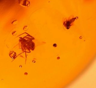 2 Spiders With 2 Flies In Authentic Dominican Amber Fossil Gemstone