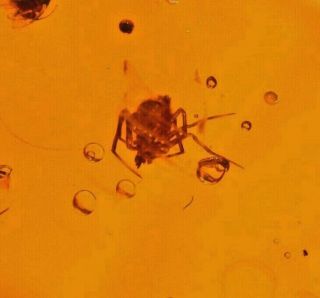 2 Spiders with 2 Flies in Authentic Dominican Amber Fossil Gemstone 2