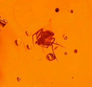 2 Spiders with 2 Flies in Authentic Dominican Amber Fossil Gemstone 3