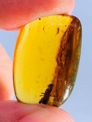 2.  46g Unknown Bug&fly Burmite Myanmar Burmese Amber Insect Fossil Dinosaur Age