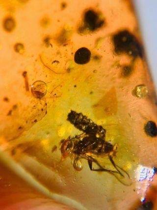 Unknown Fly&bug Feces Burmite Myanmar Burmese Amber Insect Fossil Dinosaur Age