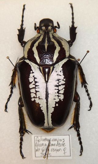 Cetoniinae Goliathus Regius 71.  7mm Female Ghana African Goliath Beetle Insect