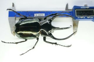 B19474 – Chalcosoma Caucasus Ps.  Beetles – Insects Dak Nong Vietnam 122mm