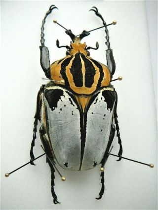 Cetoniidae,  Goliathus Cacicus Male,  Big 78mm,  Ivory Coast