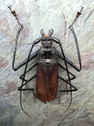 Giant Telotoma Hayesi Male 116mm A - Prioninae Cerambycidae