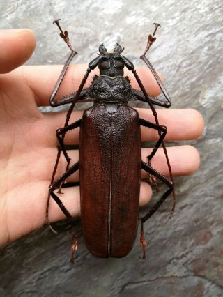Monster 112/113mm Telotoma Hayesi Female A1 Prioninae Cerambycidae Principe