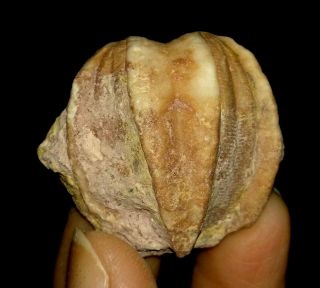 Blastoid Fossil,  Deltoblastus Timorensis From Timor,  Indonesia,  32mm