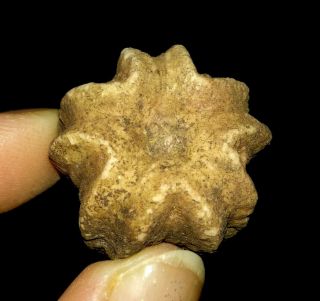 Blastoid Fossil,  Deltoblastus Timorensis From Timor,  21mm