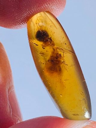 1.  56g Big Unknown Bug Burmite Myanmar Burmese Amber Insect Fossil Dinosaur Age