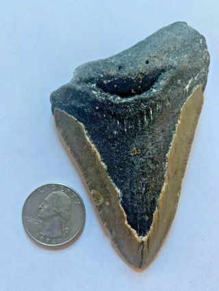 Megalodon Shark Tooth 3.  953 Inch No Restorations Diver Direct