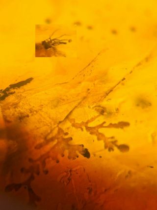 Unknown Items&diptera Fly Burmite Myanmar Burma Amber Insect Fossil Dinosaur Age