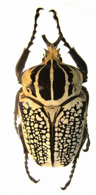 Coleoptera Big Pair Goliathus Orientalis 100mm.  Male Female 74mm.  Ref 12
