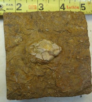 Blastoids - Mississippian Period - Large Pentremites pyriformis Matrix - LPPM1 2