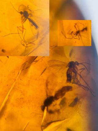 Spider&3 Mosquito Fly Burmite Myanmar Burmese Amber Insect Fossil Dinosaur Age