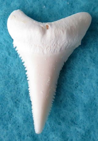 1.  290 " Lower Real Modern Great White Shark Tooth (teeth)