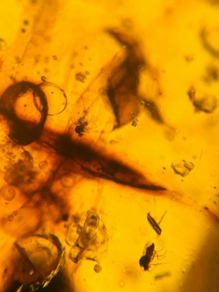 2 Diptera Fly&plant Burmite Myanmar Burmese Amber Insect Fossil Dinosaur Age