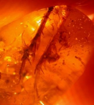 2 Large Legs With Spines,  2 Flies In Burmite Amber Fossil Gemstone Dinosaur Age