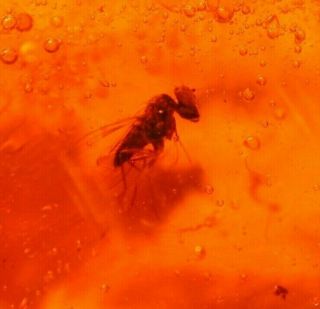 Dolichopodid Fly With Large Eyes In Authentic Dominican Amber Fossil