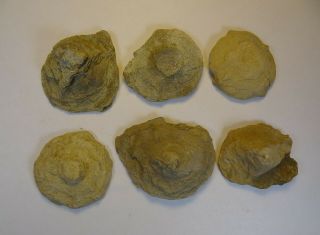 Ichnogenus - Mississippian Period - Six Sea Anemone Top Castings - 6ct5