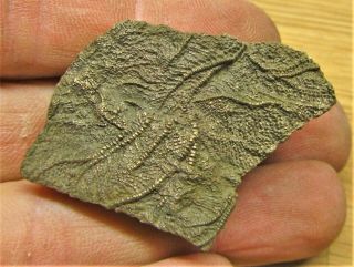 Pyrite Crinoid 47mm Fossil Uk Jurassic Pentacrinites Fossilis Charmouth Minerals
