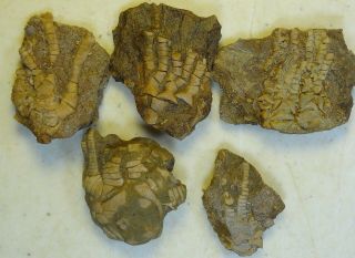 Crinoids - Mississippian Period - Five (5) Mixed Crinoids - 5mc1