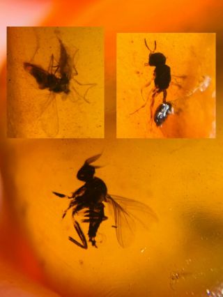 2 Diptera Fly&wasp Bee Burmite Myanmar Burmese Amber Insect Fossil Dinosaur Age