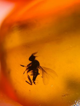 2 Diptera fly&wasp bee Burmite Myanmar Burmese Amber insect fossil dinosaur age 2