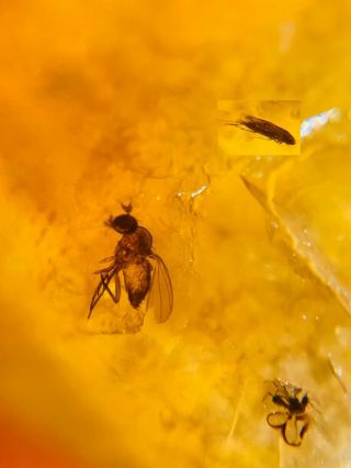 2 Diptera Fly&beetle Burmite Myanmar Burmese Amber Insect Fossil Dinosaur Age