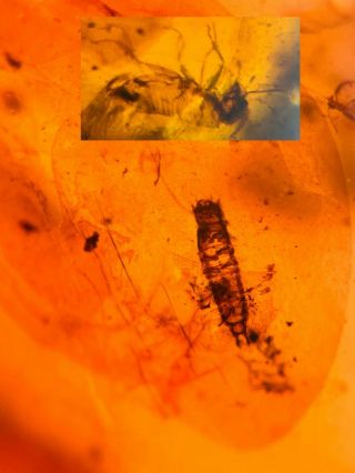 Beetle Larva&unknown Bug Burmite Myanmar Burma Amber Insect Fossil Dinosaur Age