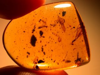 3 Fulgoroids With Wasp In Burmite Amber Fossil Gemstone Dinosaur Age