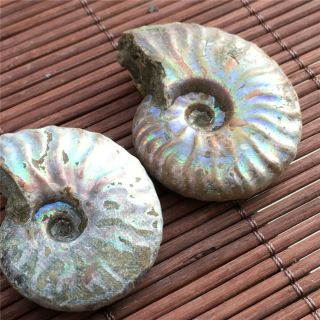 44 G Rainbow Ammonite Fossil Natural Mineral Specimens From Madagascar 507