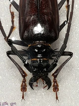 Cerambycidae Prioninae Rare Sp 56 Mm Guerrero Mexico Os C - 463