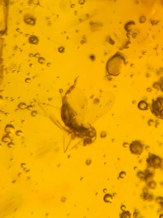 long tail mosquito fly Burmite Myanmar Burmese Amber insect fossil dinosaur age 2