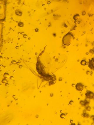 long tail mosquito fly Burmite Myanmar Burmese Amber insect fossil dinosaur age 3