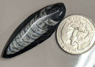 400 Million Year Old Orthoceras Fossil (l1512)